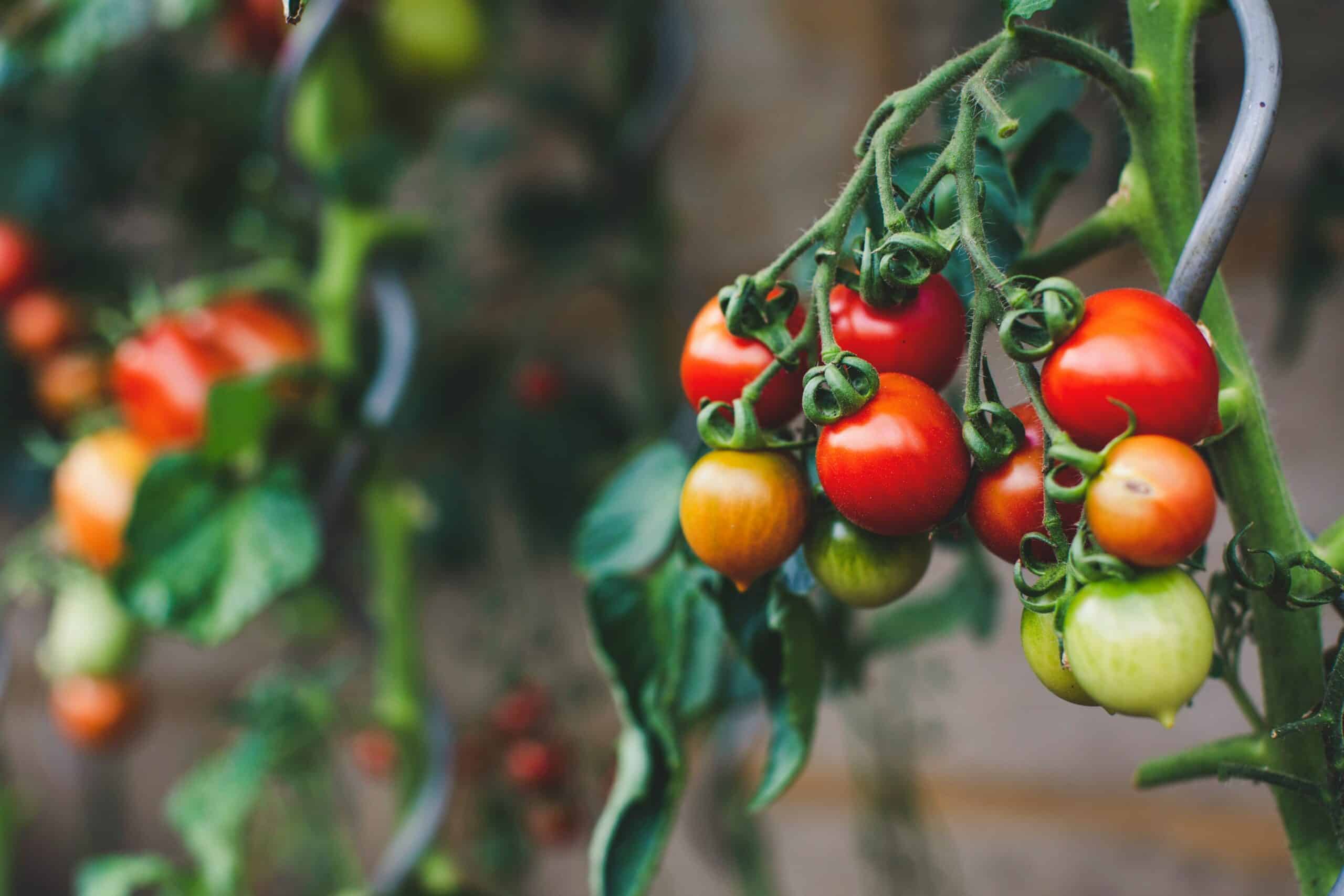Tomatoes unpicked